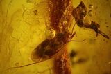 mm True Bug (Heteroptera) In Baltic Amber - Great Eyes #123409-1